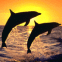 Deux dauphins sous un superbe coucher de soleil